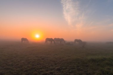 Güneşin doğuşunda sisli bir sabah otlayan atlar, Holl, Danimarka, 14 Ağustos 2020