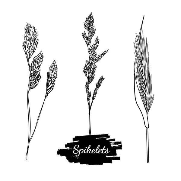 Black Sketched Spikelets Vector Set White Background — Stock Vector