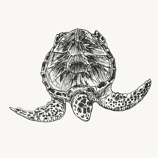 Hand Drawn Turtle Vector Illustration — Stock Vector