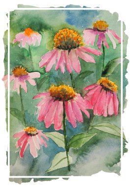 Suluboya mor coneflower bitki