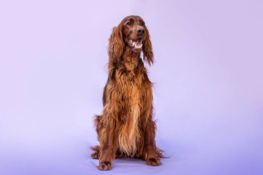 İrlanda Setter köpek portresi stüdyoda mor arka planda