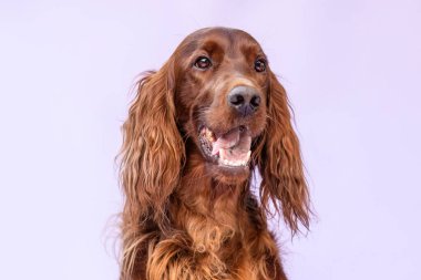 İrlanda Setter köpek portresi stüdyoda mor arka planda