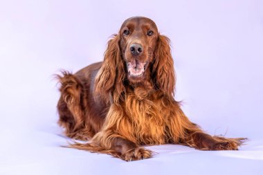 İrlanda Setter köpek portresi stüdyoda mor arka planda