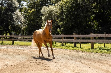 Palomino Mahallesi Atı parlak güneş ışığında dört nala gidiyor.