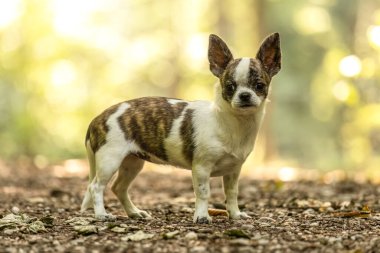Beyaz kahverengi brindle paltolu Chihuahua köpeği orman doğasında duruyor.