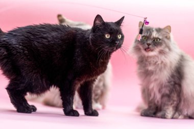 Siyah Avrupalı Shorthair kedisi pembe arka planda gümüş Alman Uzun Saçlısının yanında oyuncakla oynuyor