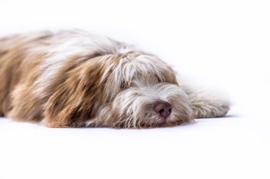 Beyaz arka planda sakallı Collie köpek stüdyosu portresi