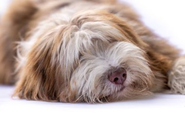 Beyaz arka planda sakallı Collie köpek stüdyosu portresi