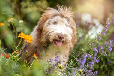 Sakallı Collie köpeği çiçek açmış bir yaz bahçesinde oturuyor.