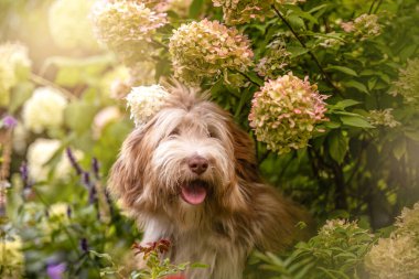 Sakallı Collie köpeği çiçek açmış bir yaz bahçesinde oturuyor.