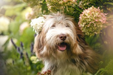 Sakallı Collie köpeği çiçek açmış bir yaz bahçesinde oturuyor.