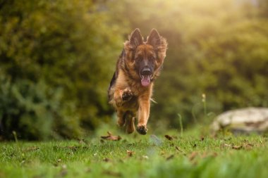Yaşlı bir Alman çoban köpeği bahçede koşuyor.