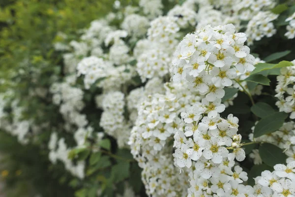 Strauch Mit Weißen Blüten Hortensie — Stockfoto