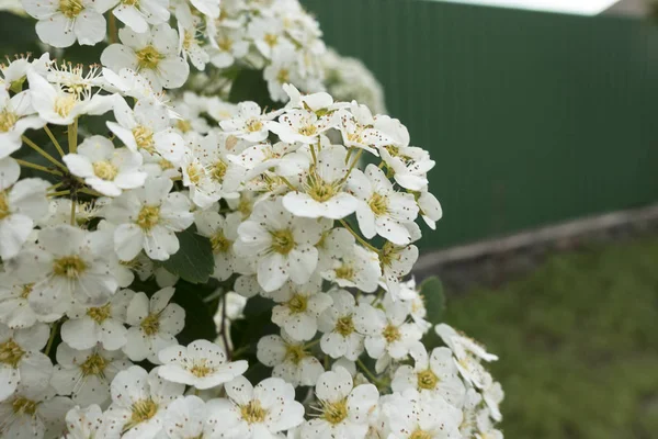 Bush White Flowers Hydrangea — Stock Photo, Image