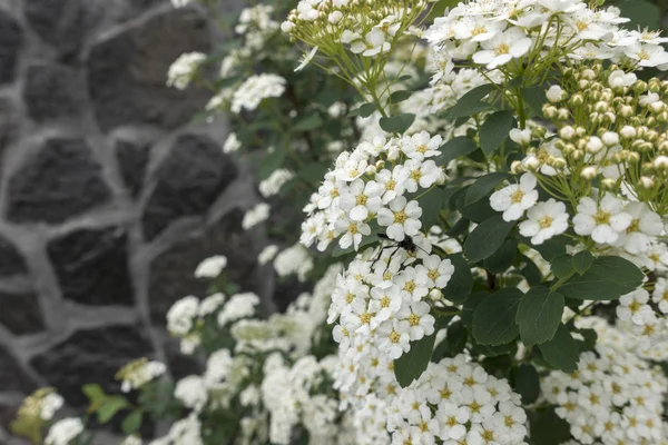 Bush White Flowers Hydrangea — Stock Photo, Image