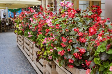 Çiçeklerle süslü sokak Cafe