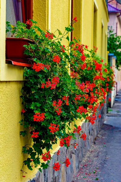 黄色の壁の背景の家の窓の外の赤い巻き毛花のポット — ストック写真