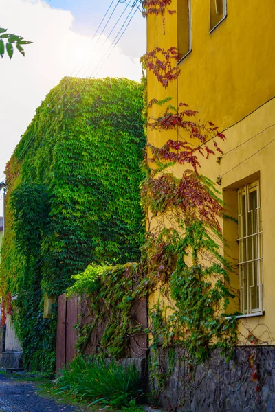 Casa Cubierta Con Una Planta Verde Preescolar Para Niños — Foto de Stock