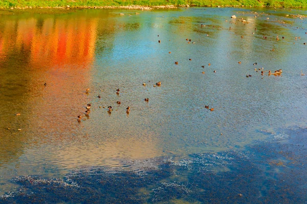 Multicolored Reflection River Uzh Uzhhorod — Stock Photo, Image