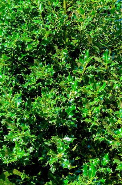 Unga Träd Evergreen Naturlig Bakgrund — Stockfoto