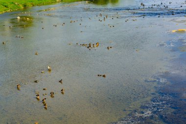 Uzhgorod Ukrayna Uzh nehirde yüzme ördekler