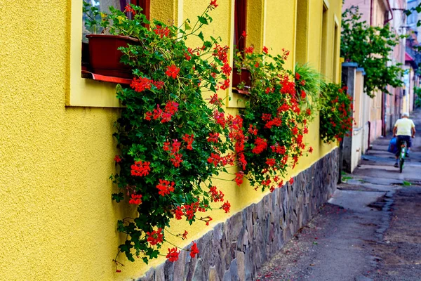 黄色の壁の背景の家の窓の外の赤い巻き毛花のポット — ストック写真