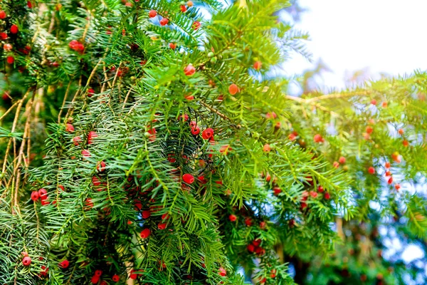 Tis Red Berry — Stock Photo, Image