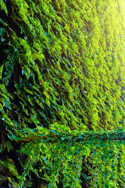 Ekologia Roślin Uzwojenia Ścianie — Zdjęcie stockowe
