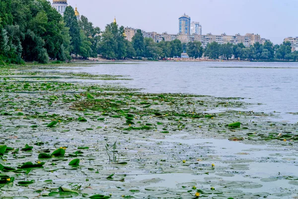 Дніпра Києві Покрита Ліліями — стокове фото