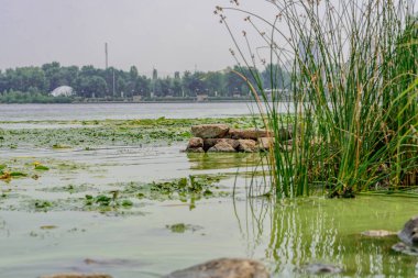 Havzanın yeşil bitkiler ve lilyum ile kaplıdır