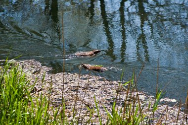 Nehirde iki su samuru yüzmek.