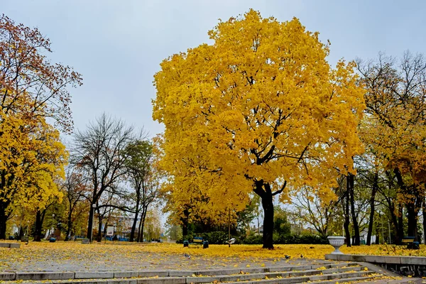 Árbol Otoño Con Hojas Amarillas Parque — Foto de Stock