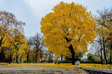 Sarı sonbahar ağaç parkta yaprak