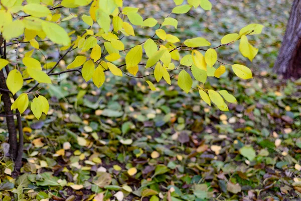 Gula Höstlöv Bakgrund Höstlöv — Stockfoto