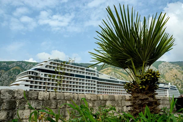 Palma Fondo Crucero — Foto de Stock