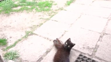 Siyah bir kedi yolda kaçıyor. Ağır çekim saniyede 240 kare çekim