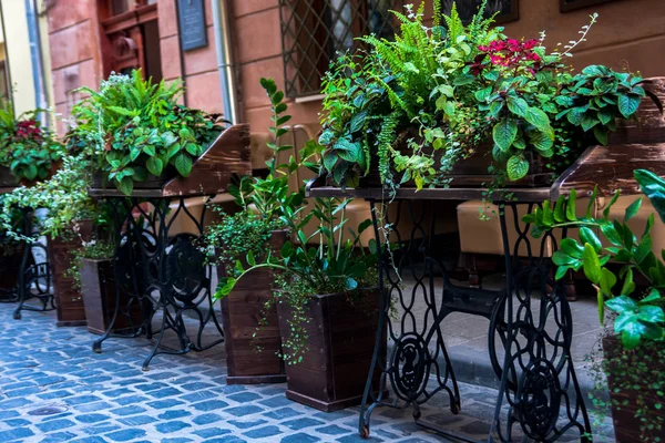 Café Calle Decorado Con Plantas Verdes — Foto de Stock