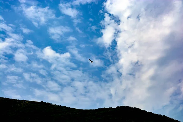 Gaivota Céu Entre Nuvens — Fotografia de Stock