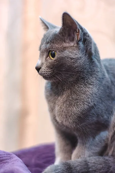 Portrét Plemene Ruská Modrá Kočka — Stock fotografie
