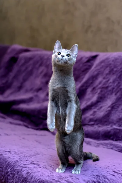 Gato Brincalhão Raça Russo Azul — Fotografia de Stock