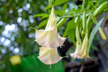 Çiçek Brungmansia veya Durman veya renk pembe tatula.