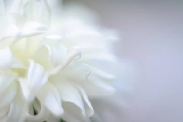 Fondo Floral Color Blanco Foto Borrosa — Foto de Stock