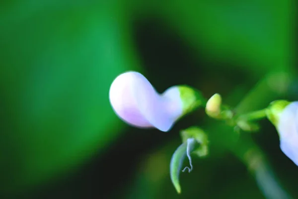 Weiße Blüten Blühende Bohnen Foto Verschwommen Makrofotografie — Stockfoto