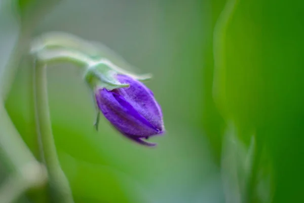 バイオレット カラーで花の背景 写真ぼやけて — ストック写真