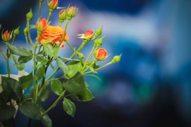 Mavi bir arka plan üzerinde kırmızı gül buketi