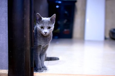 Kedi doğurmak Rus mavi yalan yere