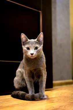 Oturma kedi portresi. Genç safkan atya kedi. Doğurmak Rus mavi