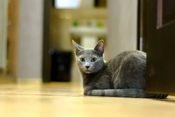 Gato Raza Rusa Azul Yace Suelo —  Fotos de Stock