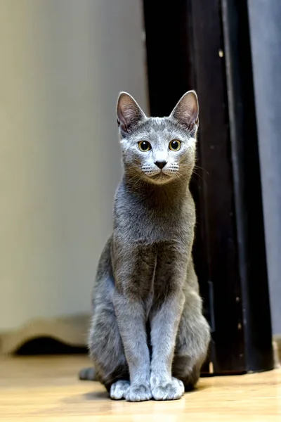 座っている猫の肖像画 若いサラブレッド血統書付きの猫 品種ロシアン ブルー — ストック写真