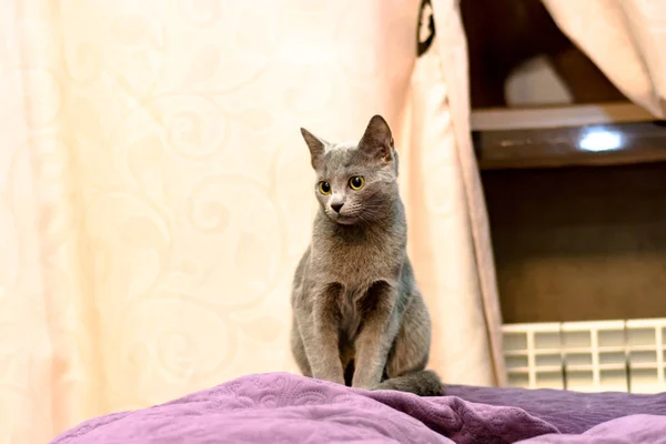 Γάτα Που Βρίσκεται Στον Καναπέ Νέος Καθαρόαιμο Ράτσας Γάτα Ρωσική — Φωτογραφία Αρχείου